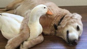 娱乐吃瓜鸭男人品种,吃瓜鸭视角下的男人品种大揭秘